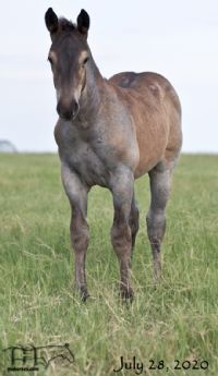 Miss Dunamita's 2020 Roan Colt